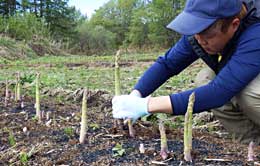 アスパラの収穫作業