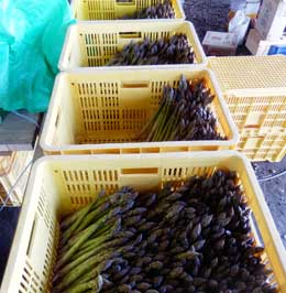 アスパラの選別