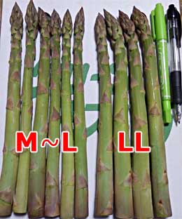 アスパラの太さ